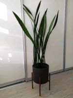 Zimmerpflanze, Pflanze Bogenhanf (Sansevieria) 140 x 60 cm mit Üb Stuttgart - Zuffenhausen Vorschau