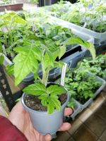 Verschiedene Tomatenpflanzen Jungpflanzen Setzlinge abzugeben Nordrhein-Westfalen - Dinslaken Vorschau