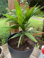 Palme Trachycarpus fortunei Bayern - Schwabach Vorschau