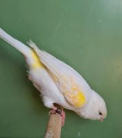 Kanarienvögel Pärchen, Kanarien in Gelb Mosaik Nordrhein-Westfalen - Soest Vorschau