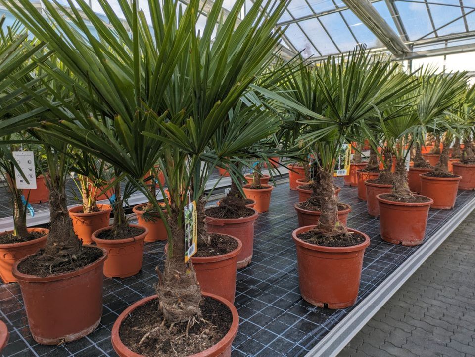 Trachycarpus fortunei compacta, winterharte Hanfpalme in Lingenfeld