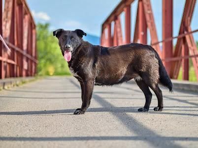 Elektra Labrador Mix Hündin in Burgsinn