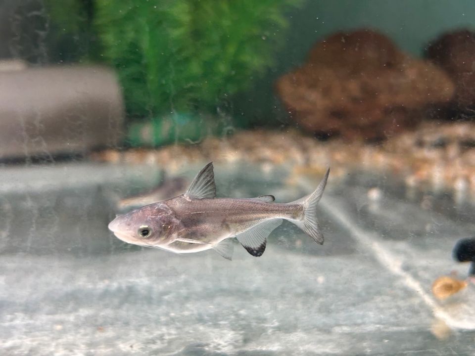 Hochflossenhaiwels 5cm Pangasius sanitwongsei in Rangendingen