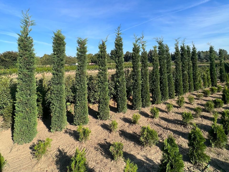 Toskana - Zypresse Leylandii (Mittelmeerzypresse)` in Ingoldingen