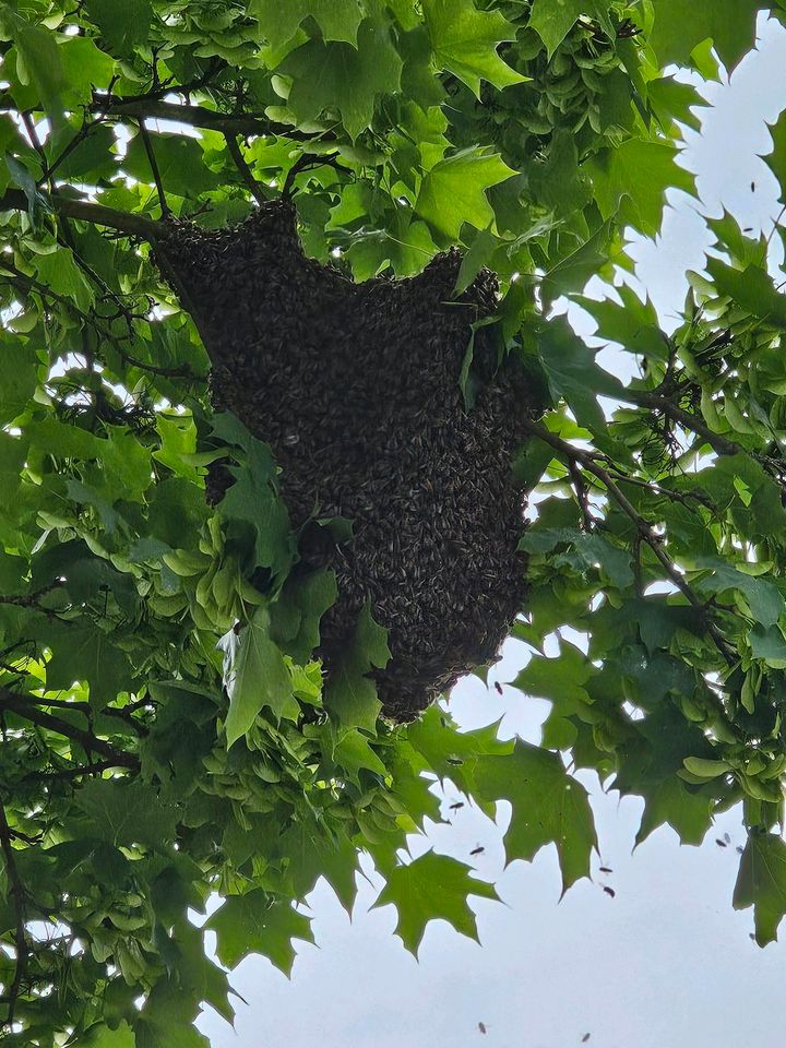 Bienenschwarm einfangen, Bienenvolk, Bienen in Gelsenkirchen