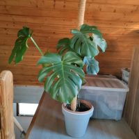 Monstera pflanze Baden-Württemberg - Ötigheim Vorschau