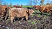 Highland Cattle Bulle Schleswig-Holstein - Göhl Vorschau