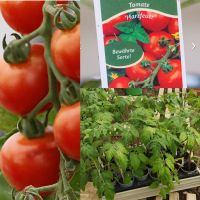 Pflanzentomaten Tomate rund rot Harzfeuer (Versand möglich) Bayern - Mengkofen Vorschau
