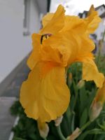 Iris. Bodendecker. Gartenpflanzen. Kultivator. BIG Bag 1500kg Nordrhein-Westfalen - Wiehl Vorschau