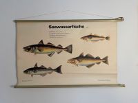 Vintage Rollkarte Seewasserfische-toller Zustand Bayern - Augsburg Vorschau