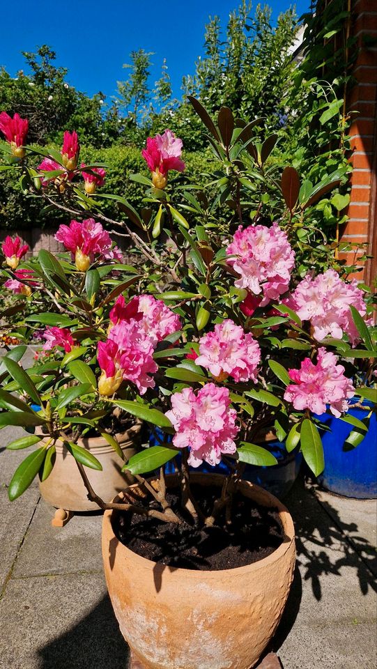 Rhododendron im Topf in Kiel