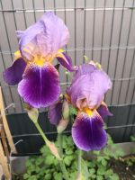 Schwertlilie Iris Violett Lila Nordrhein-Westfalen - Willich Vorschau