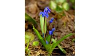 Scilla Samen aus eig. Garten Blumensamen Bayern - Schongau Vorschau