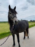 Welsh Pony Stute Mix Bayern - Kaufbeuren Vorschau