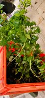 Tomaten Pflanzen abzugeben Bayern - Neudrossenfeld Vorschau