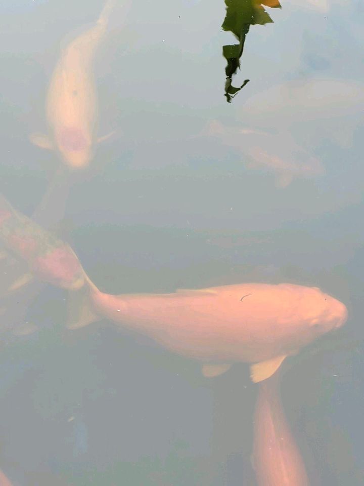 Kois,  chagoi bis 100 cm in Düren