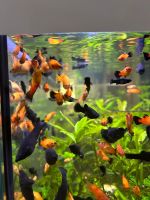 Aquarium Fische Black Molly schwarze Fische Platy Brandenburg - Bad Liebenwerda Vorschau