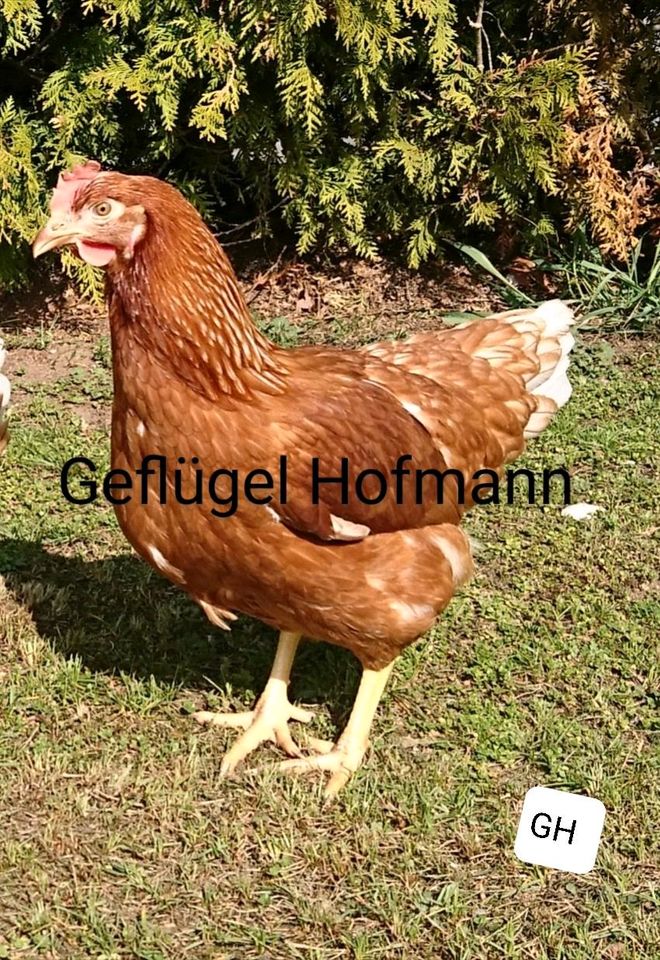 Geflügelverkauf Hühner, Enten, Gänse, Wachteln, u.v.m. in Stockheim Oberfr