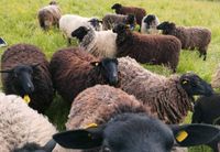 Schaf Vliese Pommersche Rauhwoller Wolle Nordrhein-Westfalen - Lohmar Vorschau