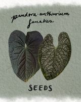 Anthurium SEEDS „Raven Soul x Luxurians“ Leipzig - Kleinzschocher Vorschau