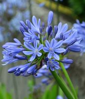 Kräftige Kübelpflanze Schmucklilie Agapanthus blau Sachsen - Stollberg Vorschau