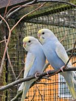 Rainbow Wellensittiche abzugeben Hessen - Pohlheim Vorschau