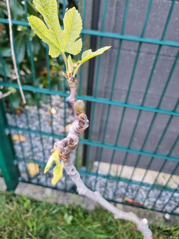 Noch 8 Feigen wegen Reduzierung der Sammlung ! Ficus carica ! in Albachten