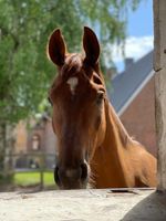 Pferdeboxen frei Schleswig-Holstein - Bornhöved Vorschau