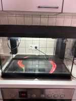 Aquarium 60 Liter Nordrhein-Westfalen - Gummersbach Vorschau