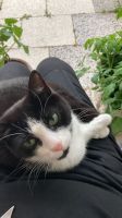 Kitty vermisst! Niedersachsen - Cuxhaven Vorschau