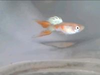 Guppy Paar 1M 2W Nordrhein-Westfalen - Wiehl Vorschau