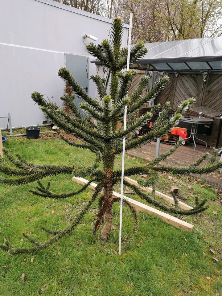 Araucaria Schmucktanne Affenschwanzbaum knapp 2 Meter in Bottrop