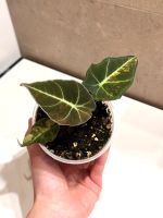 Alocasia Black Velvet Gold Variegata Variegated Pflanze Berlin - Mitte Vorschau