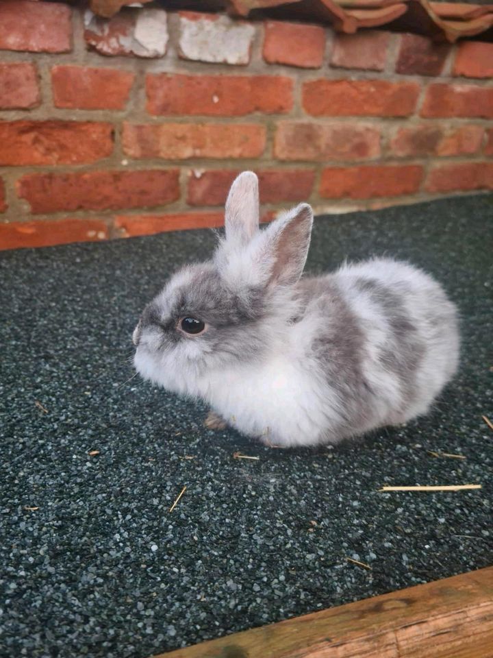 Zwergkaninchen Kaninchen  in liebevolle Hände abzugeben in Lengede