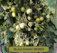 Ernte 2022 Black Cherry Cocktailtomate 15 Samen aus Bio Anbau Hessen - Borken Vorschau