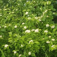 Wichtiges Vogelnährgehölz : Cornus Sanguinea (ideal Halbschatten) Schleswig-Holstein - Sülfeld Vorschau