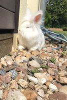 Zwei Angora Kaninchen Pankow - Weissensee Vorschau