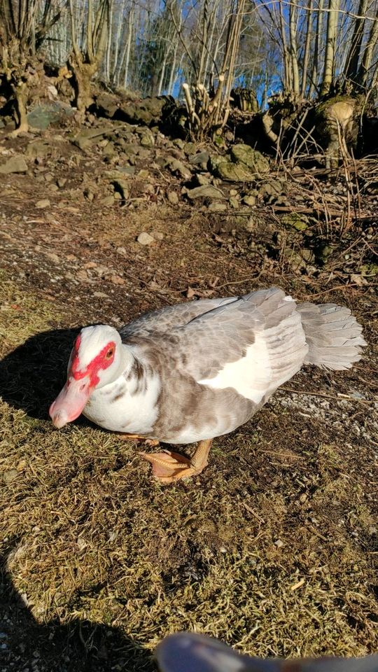 Keine (Bruteier) Warzenenten Flugenten Stummenten Eier Enten in Langdorf