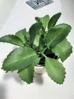 Kalanchoe laetivirens Baden-Württemberg - Karlsruhe Vorschau