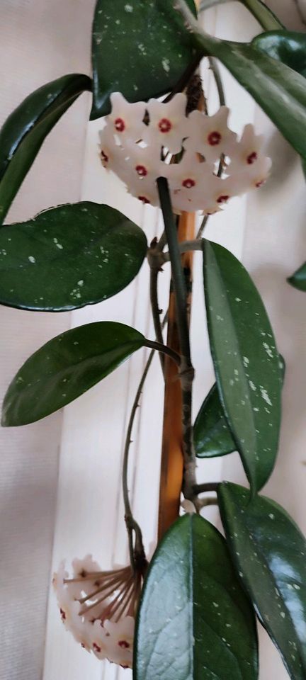 Hoya Blümenpflanzen in Würselen