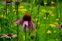 gartengestaltung - natürlich farbig abwechslungsreich Sachsen - Weißwasser Vorschau