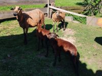 Barbados Schafe - Mutterschaf mit 2 Lämmern Sachsen - Ellefeld Vorschau