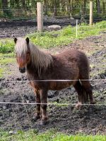 Klein aber oho, Classic Pony Niedersachsen - Bad Fallingbostel Vorschau