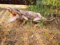 GARTENFIGUR KROKODIL REPTILIEN DEKOFIGUR Schleswig-Holstein - Preetz Vorschau