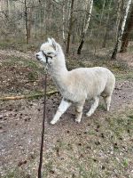 Alpaka Wanderung Wald Alpakas Entspannung Niedersachsen - Bösel Vorschau