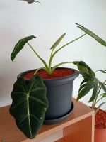 Alocasia Freydek Rhizome Baden-Württemberg - Salem Vorschau