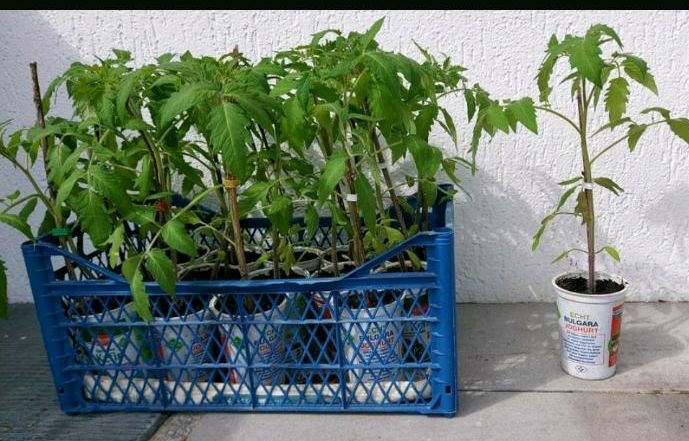 Tomatenpflanzen Coeur de Boeuf in Augsburg