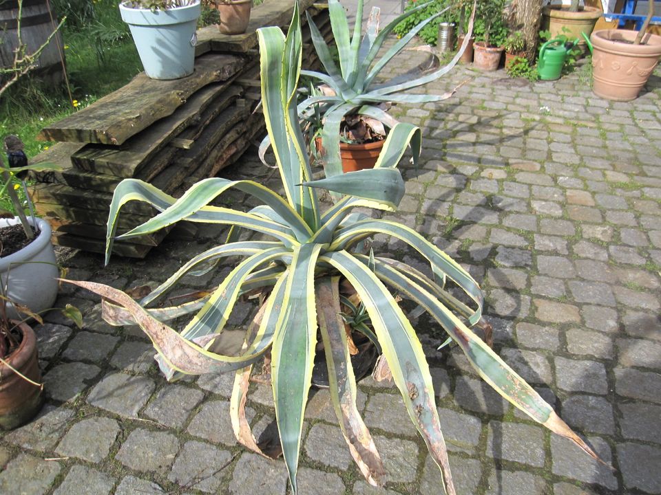 Agave, Kübelpflanze, grün / gelb in Grasberg