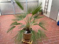 Palme „Chamaerops humilis" im Topf nur Abholung Rheinland-Pfalz - Mainz Vorschau