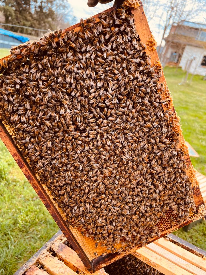 Bienenvolk Bienenvölker Dadant US Buckfast in Kirchberg (Hunsrück)